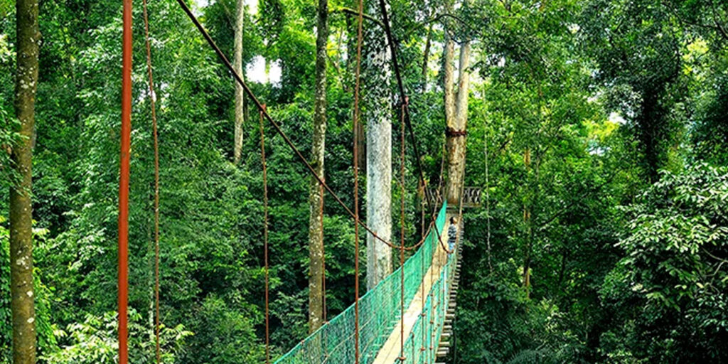 Liburan ke Crocker Range Park, Surga Pecinta Alam di Sabah crocker range park cover