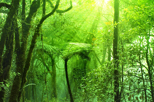 Jelajahi Mossy Forest Cameron Highlands, Hutan Berkabut yang Bakal Bikin Takjub cameron highlands