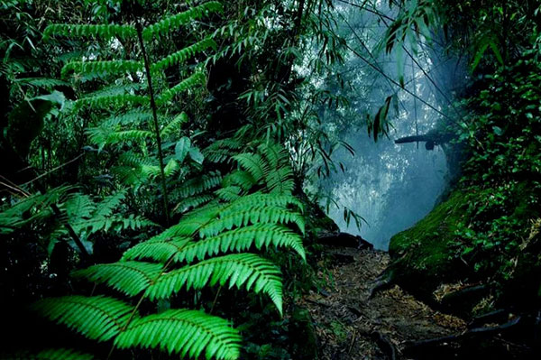 Jelajahi Mossy Forest Cameron Highlands, Hutan Berkabut yang Bakal Bikin Takjub enchanting ecosystem