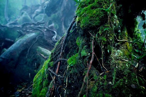 Jelajahi Mossy Forest Cameron Highlands, Hutan Berkabut yang Bakal Bikin Takjub roots
