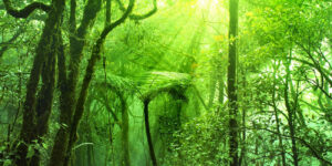 Jelajahi Mossy Forest Cameron Highlands, Hutan Berkabut yang Bakal Bikin Takjub